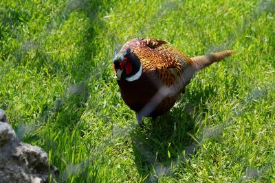 Прикрепленное изображение: A58-2 DSC00364.JPG